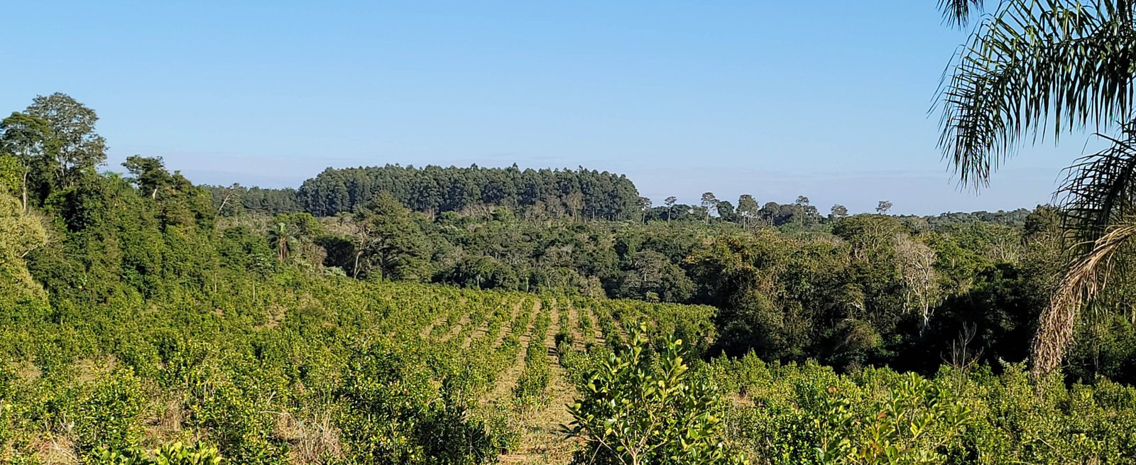 De la tierra a tu mate: el viaje orgánico de Atiguá